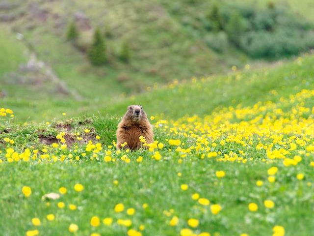 菲尔会看到它的影子吗?