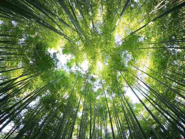 绿意盎然