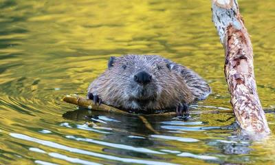 一根树枝，一点工程 | 河狸，德国 (© Andyworks/Getty Images)