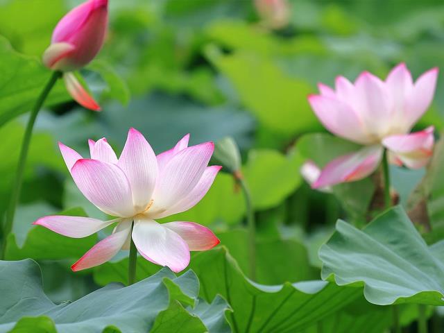 藕花风起，首夏清和