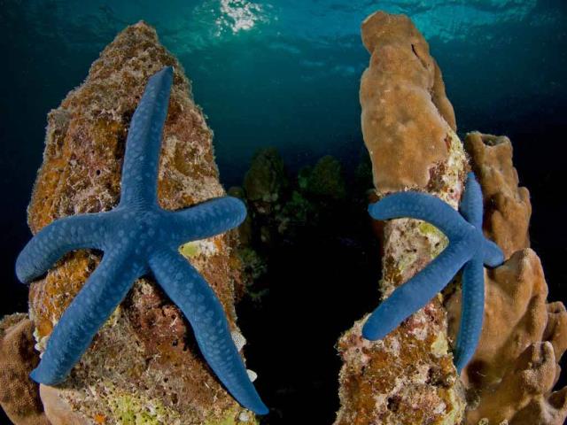 漂在海里的蓝色星星