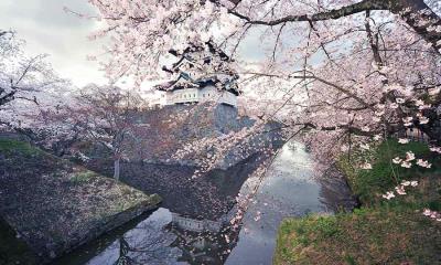 芬芳四月 | 樱花盛开的弘前城，弘前，日本 (© Glenn Waters/Getty Images)