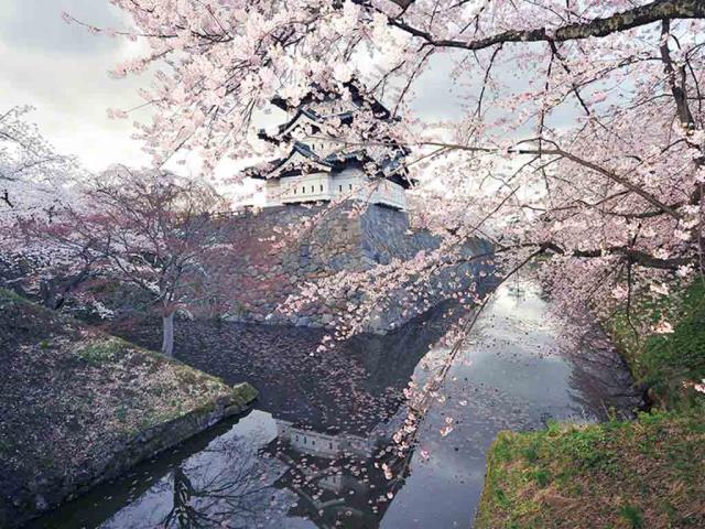 芬芳四月