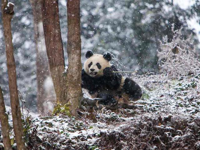 熊猫喜欢冬天吗？