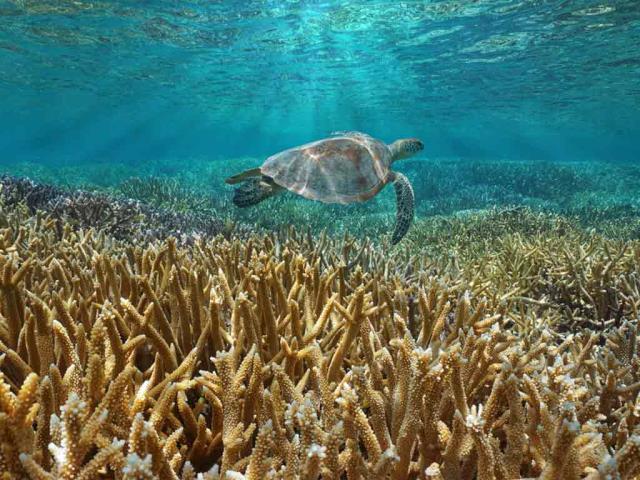 保护海洋生物——绿海龟