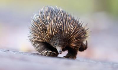 激发你的好奇心 | 澳洲针鼹，阿德莱德山，澳大利亚 (© Etienne Littlefair/naturepl.com)