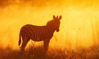 读懂黑白之间 | 平原斑马幼崽，埃托沙国家公园，纳米比亚 (© Sharon Heald/Nature Picture Library)