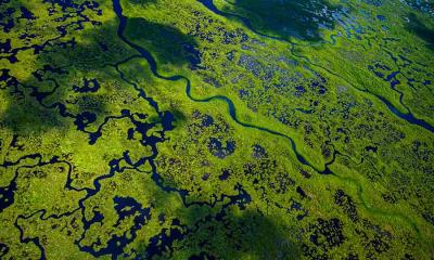 顺流而行 | 大沼泽地国家公园航拍景观，佛罗里达州，美国 (© Tetra Images/Getty Images)