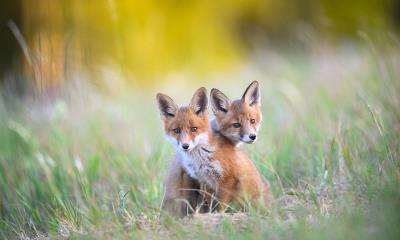 算计的小爪子 | 卡鲁拉国家公园的两只幼年赤狐, 爱沙尼亚 (© Sven Zacek/Nature Picture Library)
