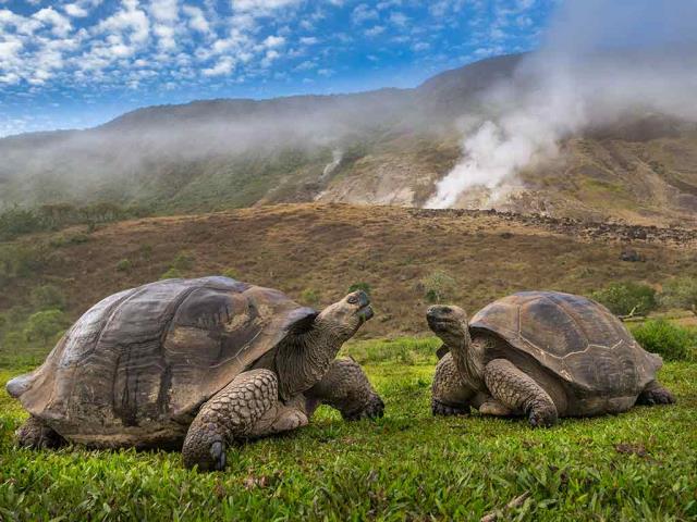 甜蜜的火山家园