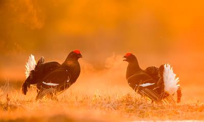 求偶展示场的故事 | 求偶展示场上对峙的雄性黑琴鸡，爱沙尼亚 (© Sven Zacek/Nature Picture Library)