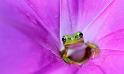 跃入四月 | 粉色牵牛花里的日本树蛙 (© Tetsuya Tanooka/Getty Images)