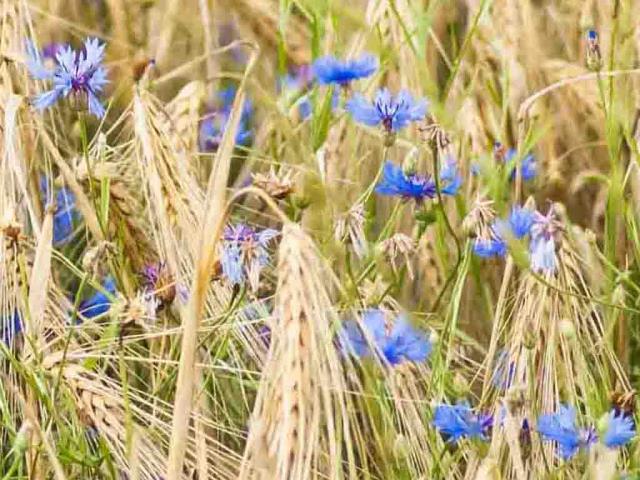 一片花田