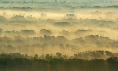 根系自由生长的地方 | 莱泰亚森林，多瑙河三角洲，罗马尼亚 (© Wild Wonders of Europe/Widstrand/Nature Picture Library)