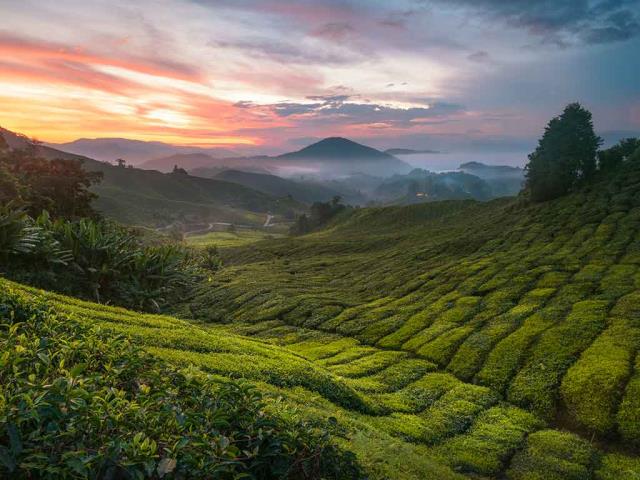 充满茶香的一天