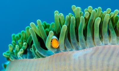 珊瑚礁邻居 | 海葵中的普通小丑鱼, 拉贾安帕特群岛, 印度尼西亚 (© Magnus Lundgren/Nature Picture Library)