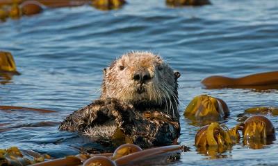 它们“獭”独一无二 | 海獭，霍默卡奇马克湾，阿拉斯加州，美国 (© roclwyr/Getty Images)