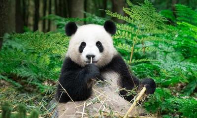 走进熊猫世界 | 正在吃竹子的大熊猫，中国 (© Entwicklungsknecht/Getty Images)