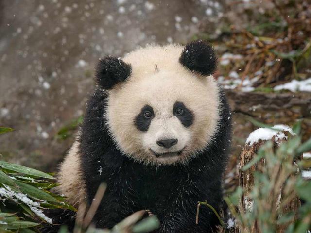 回归黑白世界