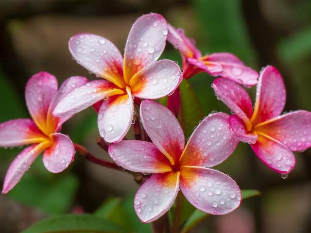 芬芳的传统