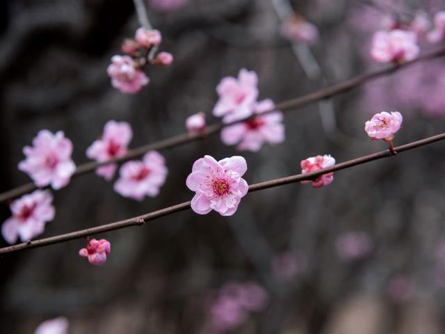 花开中国