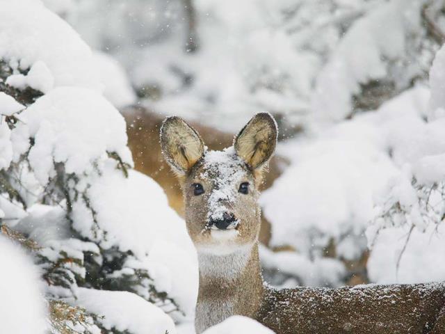 冰天雪地里的小可爱