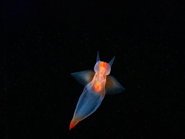 海洋天使