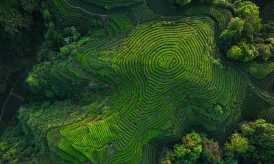 酿造传承 | 四川省的茶梯田, 中国 (© lzf/Shutterstock)