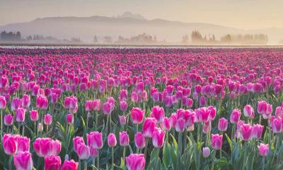 花瓣巡游 | 斯卡吉特谷地郁金香花田, 华盛顿, 美国 (© Alan Majchrowicz/Getty Images)