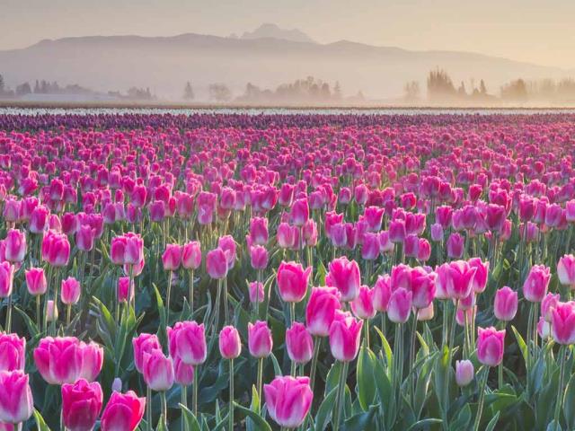 花瓣巡游