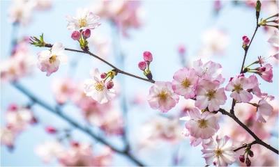 春日绯梦 | 春日樱花，上海，中国 (© junyyeung/Getty Images)