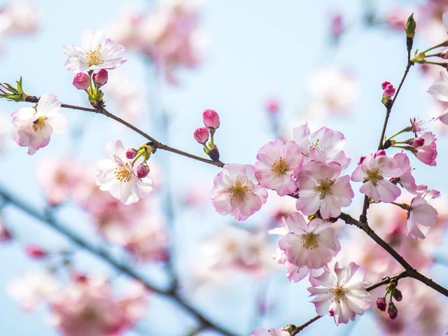 春日绯梦