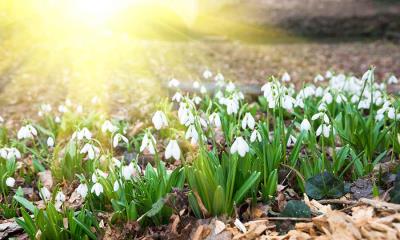 静静绽放的变化 | 春天的雪钟花 (© klagyivik/Getty Images)
