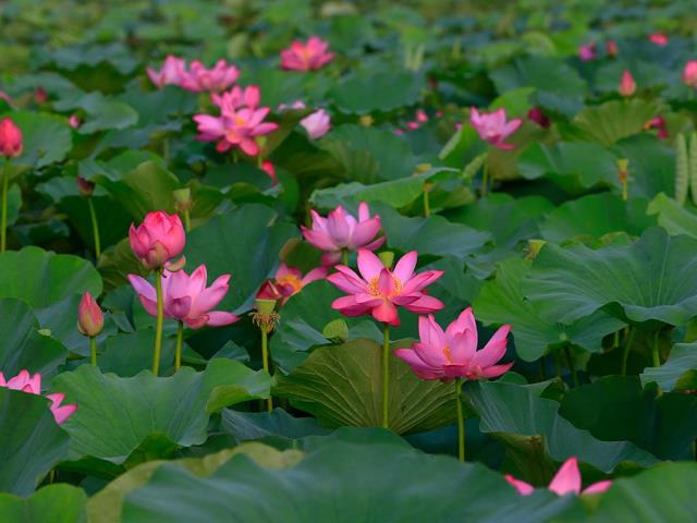 夏日仙境
