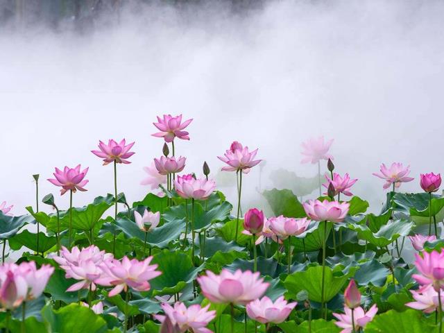 此花端合在瑶池