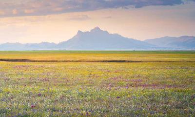 春天的图案 | 野花绽放, 中央谷地, 加利福尼亚州, 美国 (© Jeff Lewis/Tandem Stills + Motion)