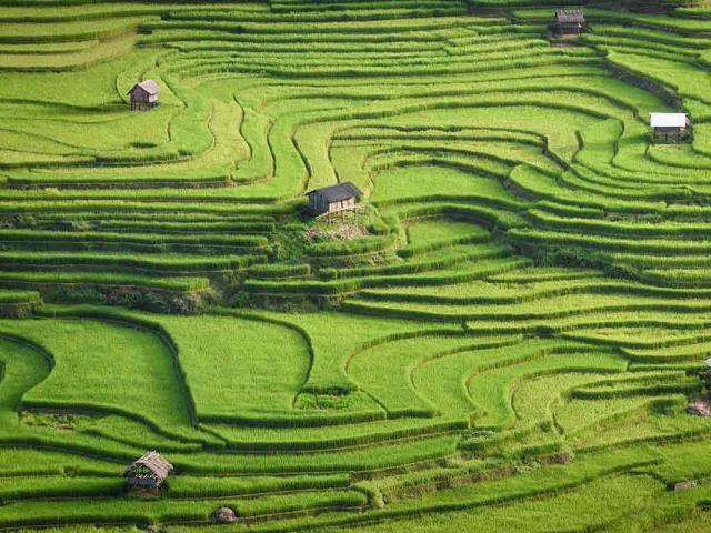 阳光下的梯田